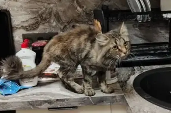 Объявления о пропавших и найденных животных, Москва, фото: Серая кошка найдена: Новомихалковский 6