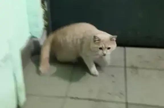 Найдена кошка, Оренбург, фото: Кошка найдена: Волгоградская 6, Оренбург