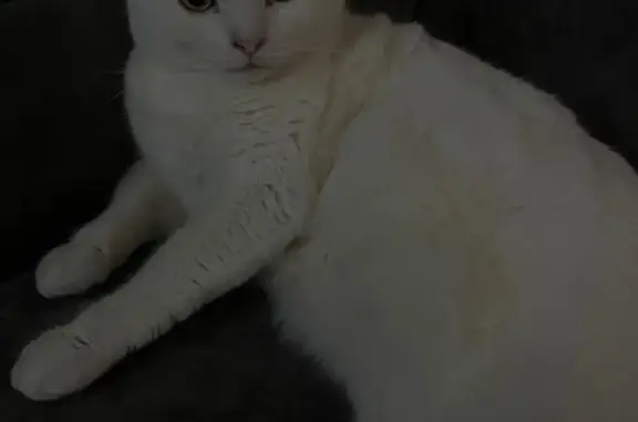 Пропал белый кот, ул. Победы 5, Новозавидовский