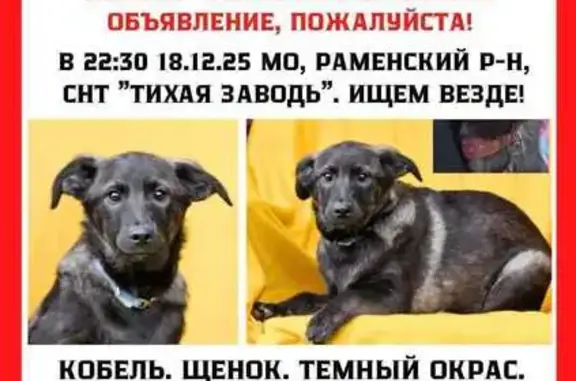 Пропал щенок в СНТ Тихая заводь, Раменское