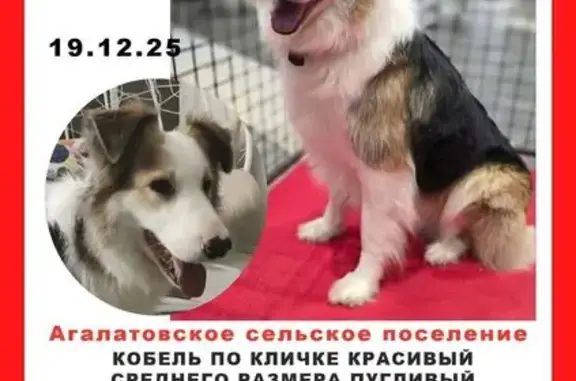 Пропала собака в КП Минилахти, Ленобласть