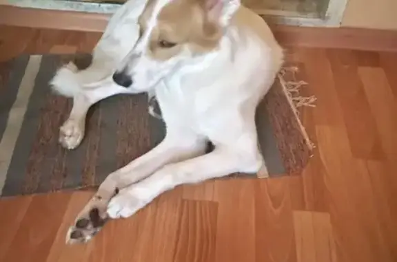 Найдена собака, Ноябрьск, фото: Найдена собака, ул. Виктора Цоя, 17А