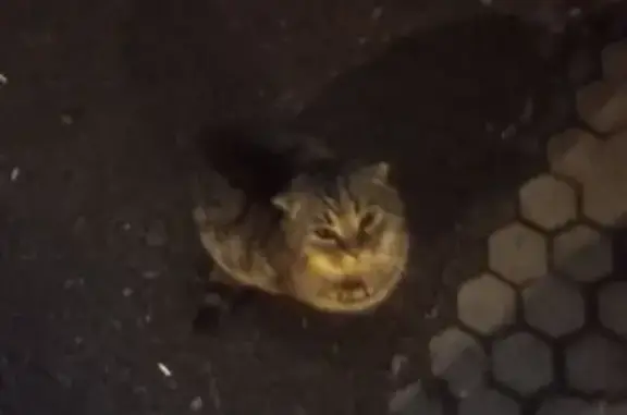 Найдена кошка, Грязи, фото: Кошка найдена, ул. Воровского, Грязи