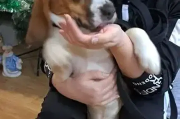 Объявления о пропавших и найденных животных, Сергиев Посад, фото: Бигль найден на Лермонтова 26, Сергиев Посад