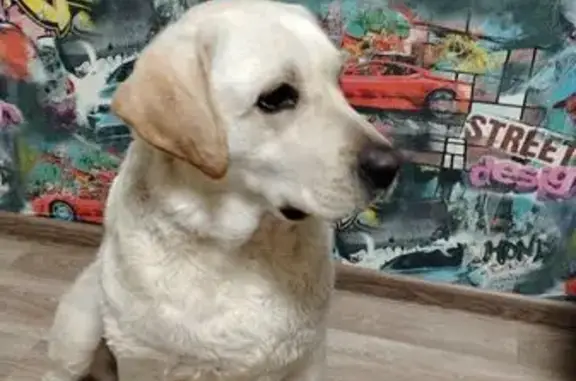 Найдена собака, Оренбург, фото: Найдена собака, пр. Братьев Коростелёвых, 45