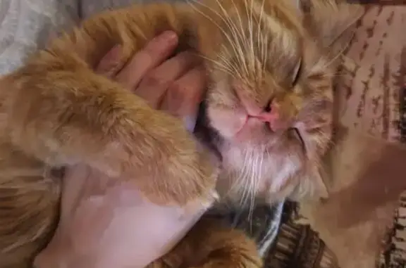 Пропала кошка, ул. Бабарынка, 20А, Тюмень