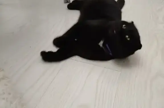 Найдена кошка, Астрахань, фото: Кошка найдена: Красная наб., 15, Астрахань