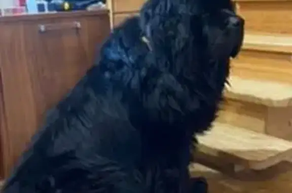 Собаки потеряшки, Хотьково, фото: Потеряшка ньюфаундленд Боня, Васьково-Тешилово