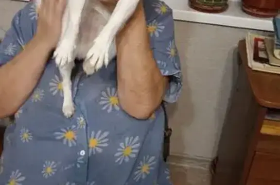 Объявления о пропавших и найденных животных, Челябинск, фото: Собака найдена на Комсомольском проспекте