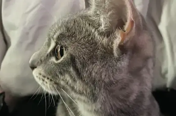 Пропала кошка, 3-й пер. Хижняка, Тимашёвск