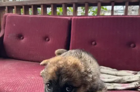 Найдена собака, Новый, фото: Щенок найден по адресу Виноградная, 83