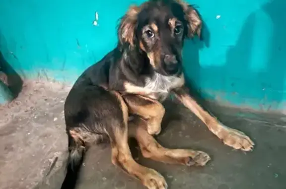 Объявления о пропавших и найденных животных, Волгоград, фото: Собака найдена на Еременко, 122, Волгоград