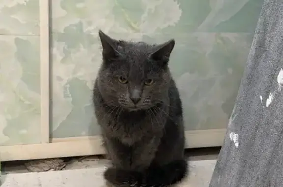 Объявления о пропавших и найденных животных, Челябинск, фото: Кошка найдена: Октябрьская ул, 1, Челябинск