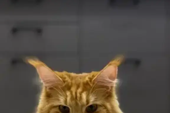 Кошки потеряшки, Оренбург, фото: Потеряшка кошка, ул. Котова, Оренбург