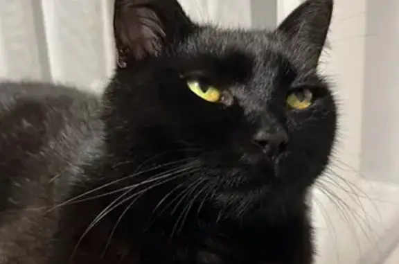 Кошки потеряшки, Государственного Племенного Завода 