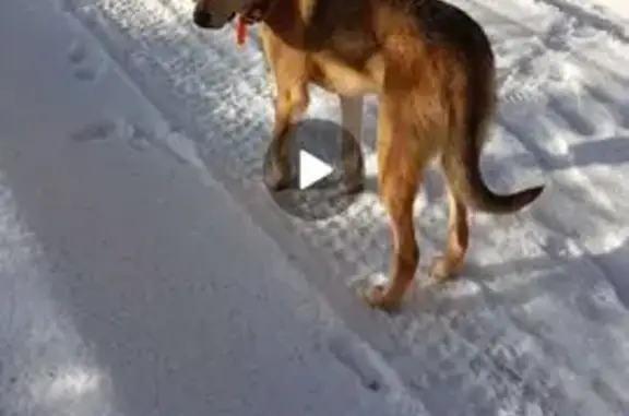 Пропала гончая, Муллаши, Тюменская обл.