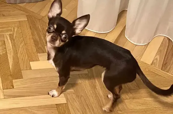 Объявления о пропавших и найденных животных, Владимир, фото: Пропала собака на Варварке, Москва