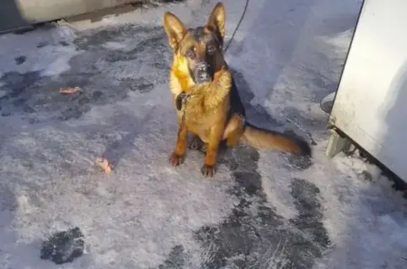 Пропала собака, Садовая ул., Самара