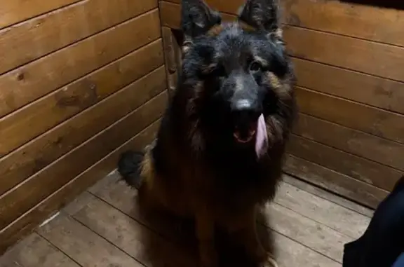 Длиношерстная немецкая овчарка, крупный , мальчик