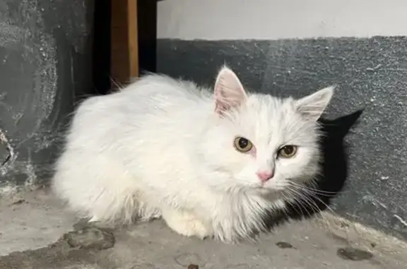 Найденные животные Санкт-Петербург, фото: Кошка найдена, Северный проспект, СПб