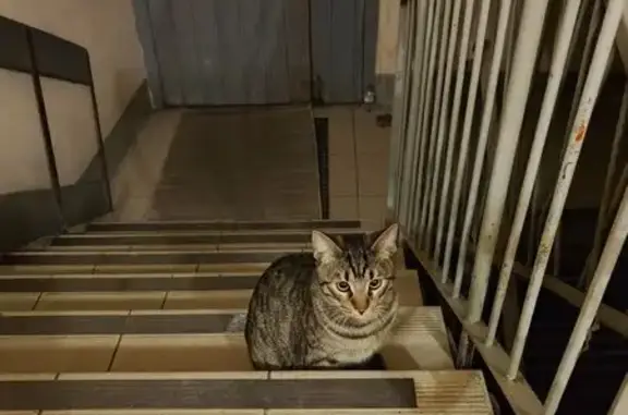 Найденные животные Санкт-Петербург, фото: Кошка найдена: Глухарская ул., 5 к2, СПб