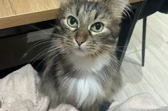Пропала кошка, ул. Энергетиков, 30