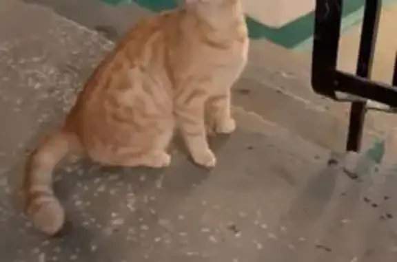 Объявления о пропавших и найденных животных, Волгоград, фото: Кошка найдена: ул. Менжинского, 14, Волгоград