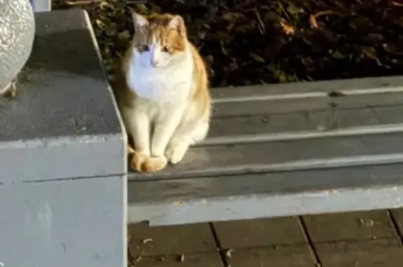 Объявления о пропавших и найденных животных, Усть-Лабинск, фото: Кошка найдена: Усть-Лабинск, Ленина 70