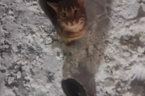 Найдена кошка! Пожалуйста максимальный репост! Нашли в районе дома по ул. Кул гали 11/52б На контакт идёт, видно что мальчик чистый, домашний. Имя нашедшего: Айрат 89274095139 Помогите найти хозяев!