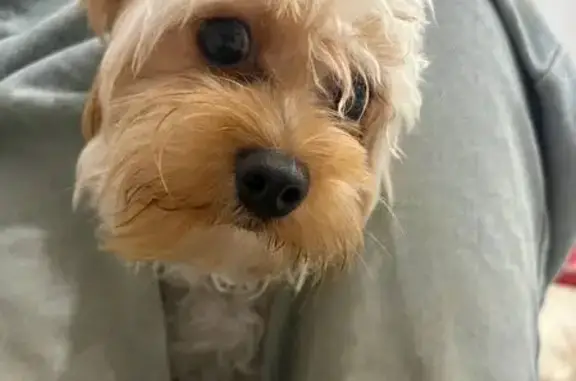 Пропала собака, Приморско-Ахтарск