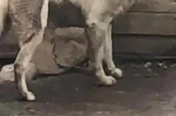 Найдена собака, Какузево, фото: Собака найдена в Московской области