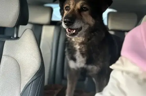 Найдена собака, Москва, фото: Найдена собака на СВХ, Москва