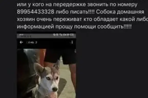 Пропала хаски, Новокузнецк, Кемерово