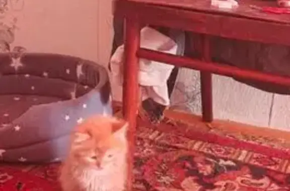 Пропала кошка, Инициативная 1, Кемерово