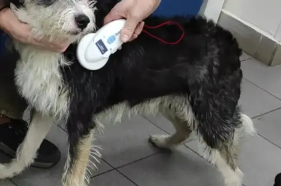 Найдена собака, Санкт-Петербург, фото: Найдена собака, Планерная 45 к1, СПб