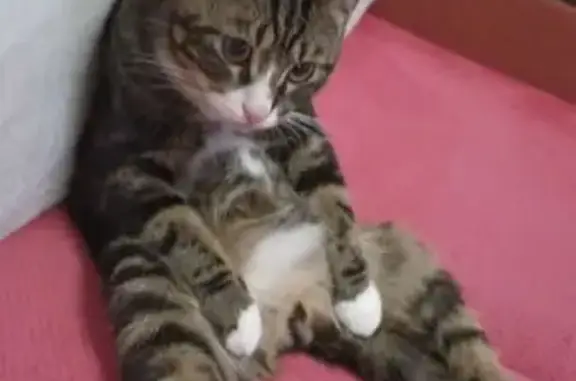 Кошка найдена: Псковская ул. 4...