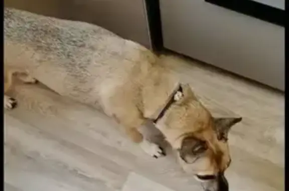 Пропала собака, ул. Солн. Поляна, Барнаул