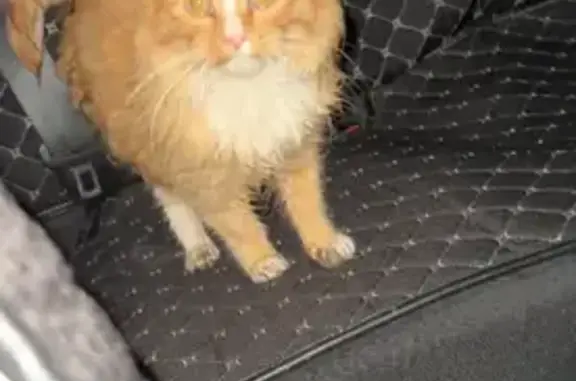 Кошка найдена: ул. Шевченко, 2...