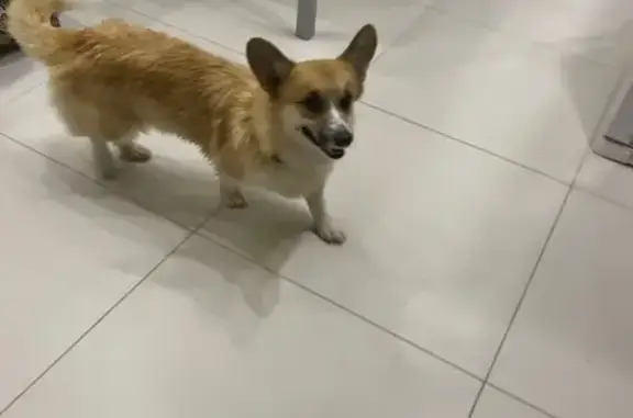 Найденные животные Братовщина, фото: Собака найдена: Центральная ул., 108А