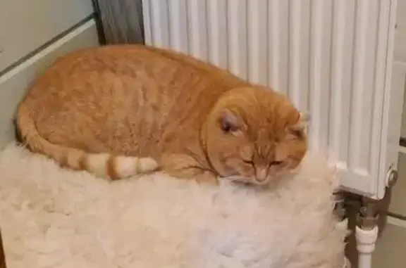 Кошка найдена в Григорово, МО