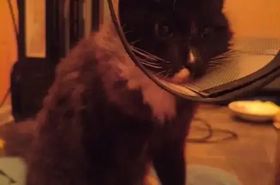 Кошка найдена, Р-193, Тамбовск...