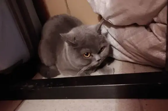 Найдена серая кошка, 8 Дубовое