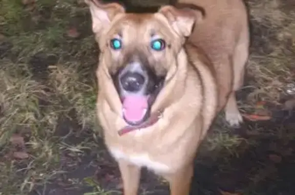 Найдена собака, Санкт-Петербург, фото: Найдена собака, бульвар Красных Зорь