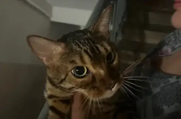 Кошка найдена, Шоссейная 20, К...