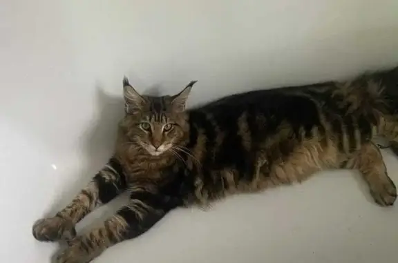 Пропала кошка, переулок Урицкого 39А