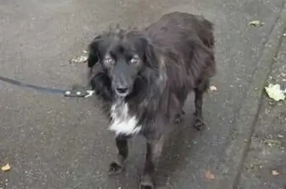 Пропала собака на ул. Ушинского, 22, СПб