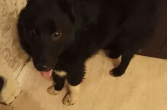 Здравствуйте. Помогите найти хозяина собаке. Среднего роста, черного цвета молодая собака возраст примерно 6-8 месяцев, кобель, очень приветлив но застенчив.