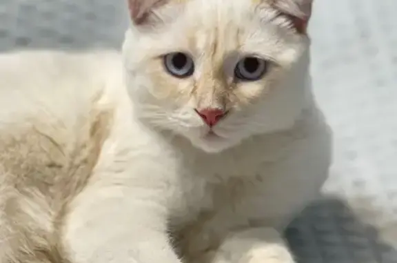 Найден вислоухий котик, Батайс...