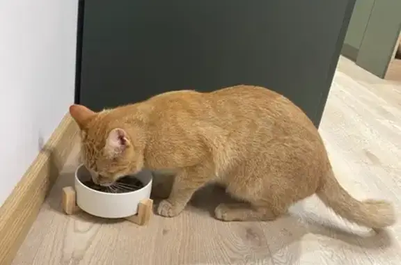 Кошка найдена: Аминьевское шос...