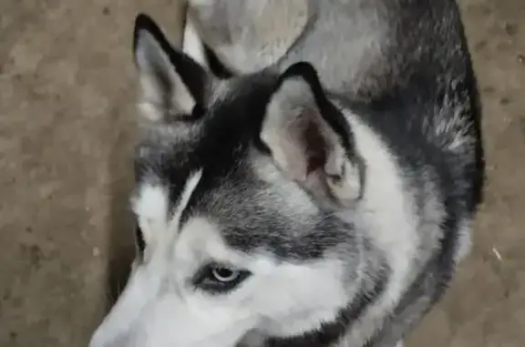 Найдена собака, Омск, фото: Найдена собака, Омск, Омская область